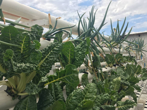 Johannesburg’s new ‘agripreneurs’ dig for green gold on skyscraper rooftops