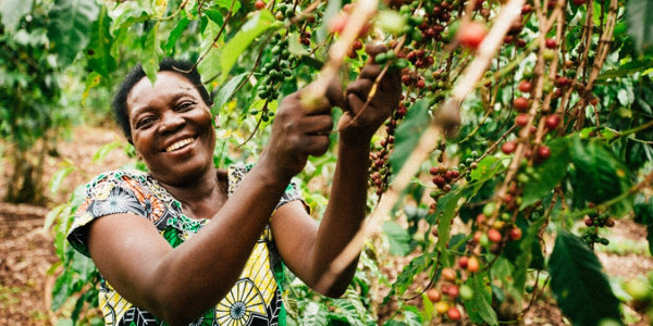 How Rwanda Trading Company helped farmers revitalise the coffee sector